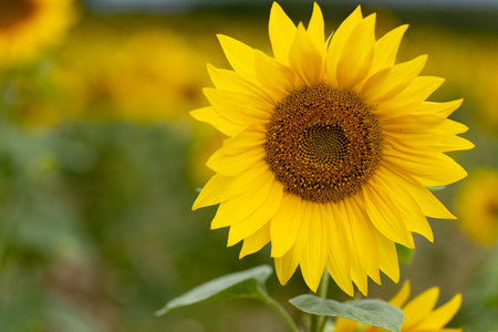 Sunflowers are Growing on the Big field. Wonderful view field of sunflowers by summertime. Sunflower is a popular field planted for vegetable oil production. close up. selective focus.の写真素材