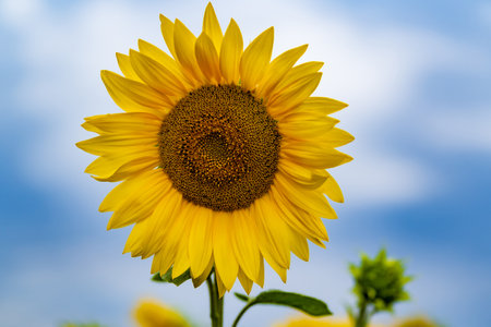 Sunflowers are Growing on the Big field. Wonderful view field of sunflowers by summertime. Sunflower is a popular field planted for vegetable oil production. close up. selective focus.の写真素材