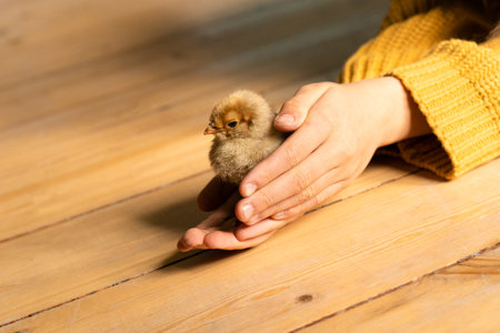 Cute little tiny newborn baby chick in hands of child. Communication of child with animals, animal therapy. Happy child holding small chicken in palms. Poultry farm. Hatched from an egg. Pedigree chickens. copyspace.の写真素材