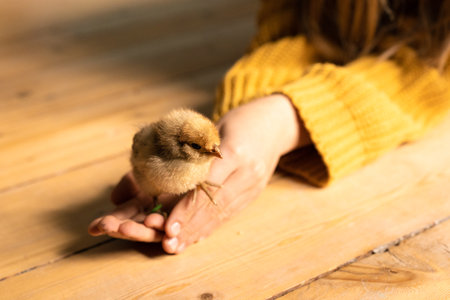 Cute little tiny newborn baby chick in hands of child. Communication of child with animals, animal therapy. Happy child holding small chicken in palms. Poultry farm. Hatched from an egg. Pedigree chickens. copyspace.の写真素材