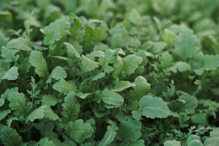Mustard sprouts grown for organic fertilizer , green manure , siderates. Add organic matter to soil, nitrogen for following crops, eco, organic farming, close up, flat layの写真素材