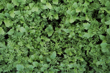 Mustard sprouts seedlings grown for organic fertilizer , green manure , siderates. Add organic matter to soil, nitrogen for following crops, eco, organic farming, close up, flat layの写真素材