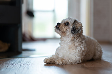A cute little fluffy Maltese dog is lying on the floor in the hallway and looking up. copyspace.の写真素材
