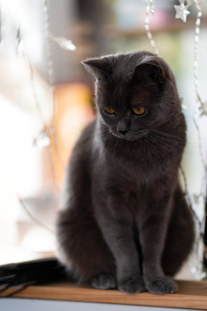 A charming gray cat is sitting on the table and looking down, against the background of a stars garlandの写真素材