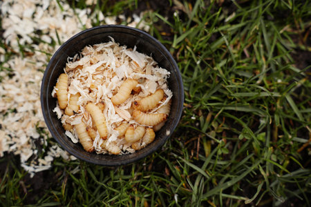 Bee larvae insects for fishing, in a container with sawdust, close-up, copy space.の写真素材