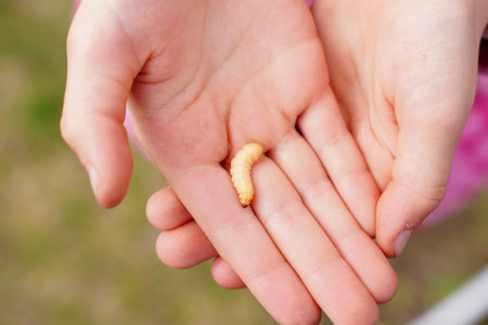 The girl's hands fearlessly hold a bee larva insect for fishing. Outdoor recreation with children, active leisure. Close up, copy space.の写真素材