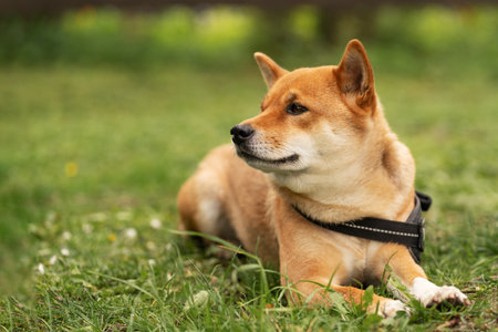 Dog Shiba Inu lying on the grass, looking aside, waiting for its owner on summer day. Bond between dog and owner. canine loyalty.の写真素材