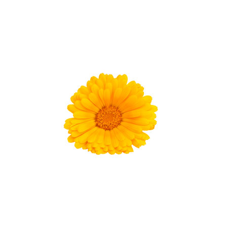 Single vibrant yellow Calendula marigold isolated on a white background. Symbolize the essence of summer energy..の写真素材