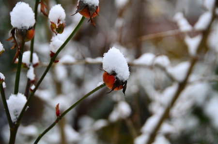 receptacle of rose is under snowの写真素材
