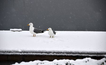 Two seagulls were standing on dock and searching for food の写真素材