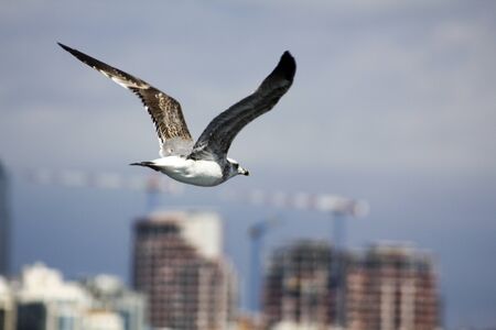 Seagull is flying towards to city の写真素材