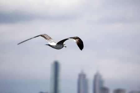 Seagull is flying towards to city の写真素材