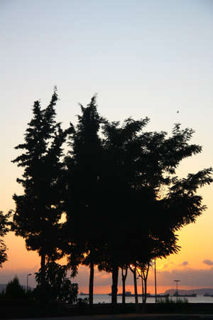 Big tree is in the park near the sea, stands while  sun goes down の写真素材