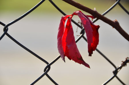 Red leaf shot on tree branch in autumn の写真素材