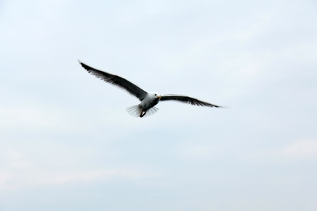 White seagull flys over sea for searching some foods の写真素材
