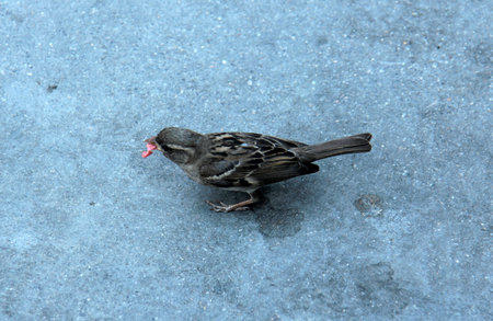Sparrow has found piece of meat that hold by its beak 
