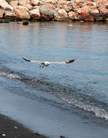 Seagull flies very close to coastline over the sea の写真素材