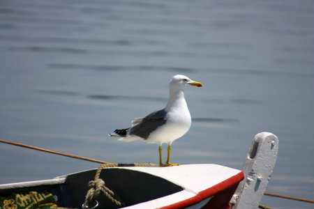 Alone seagull stands on rowboat, while searching the sea の写真素材