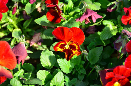Multicolored pansy flowers are in the garden in spring の写真素材