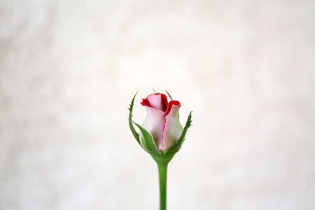 Red and white colored fresh rose stands alone.の写真素材