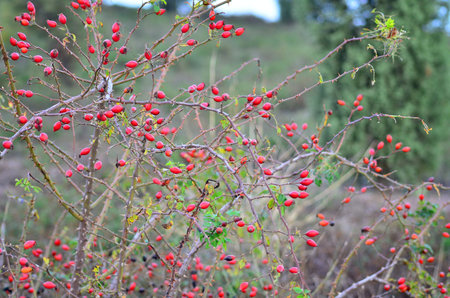 Fresh dog roses are on branches.