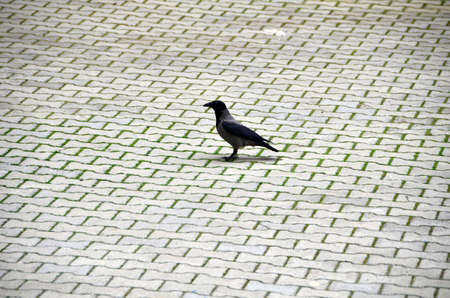 Black crow is standing on Stones that are covering the ground.の写真素材