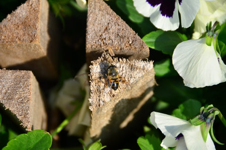 Hover fly stands next to violet flowers.
