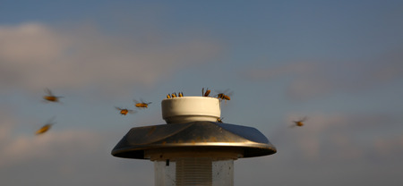 Lots of honey bees stands around honey container to collect some material.の写真素材