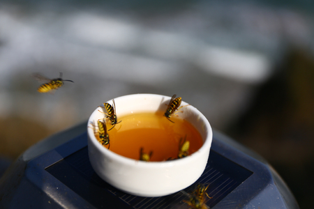 Lots of honey bees stands around honey container to collect some material.の写真素材