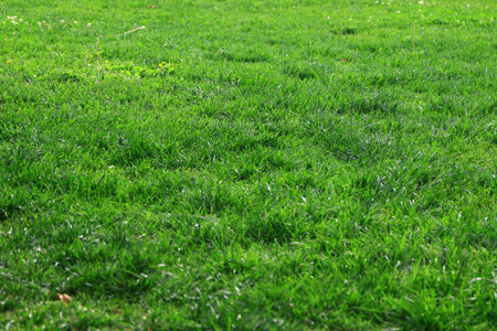Green colored field covered by grass and clover.