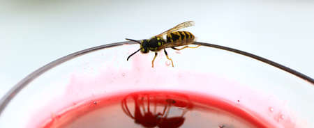 Honey bee collects some preserves for producing honey.の写真素材