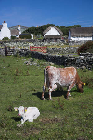 Cow and Calf on old farmの写真素材
