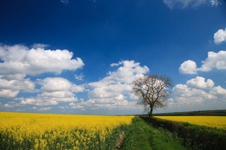 English countryside Oilseed Rape crop and blue skyの写真素材