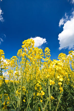English countryside Oilseed Rape crop and blue sky