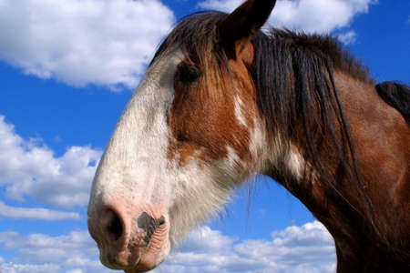 horses head with blue skyの写真素材
