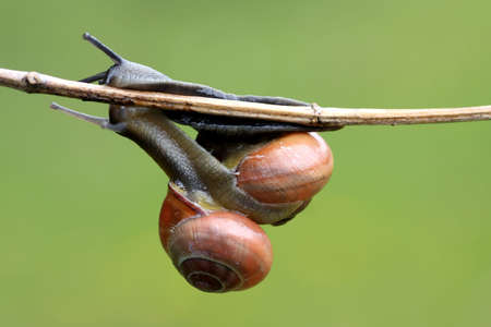 Snail (cepaea nemoralis)の写真素材