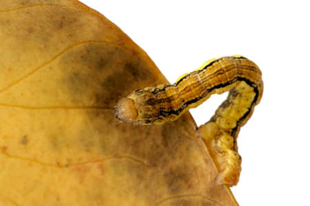 Caterpillar (Erannis defoliaria)の写真素材