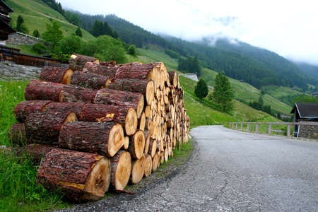 Tree trunksの写真素材