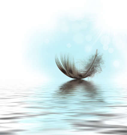 Feather on waterの写真素材