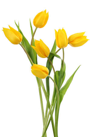Yellow tulip flowersの写真素材
