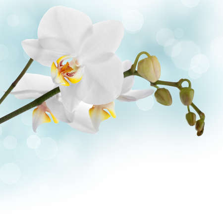 White orchidの写真素材