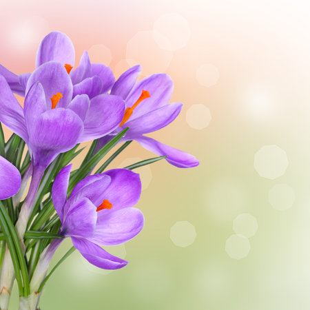 Spring background with purple crocus flowers
