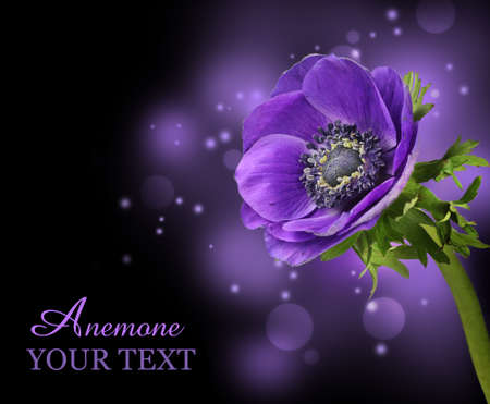Purple anemone flower design backgroundの写真素材