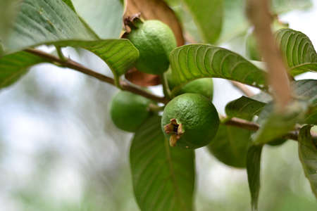 Green Limeの写真素材