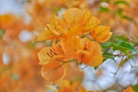 orange paper flower of Bougainvillea close-up, selective focusの写真素材