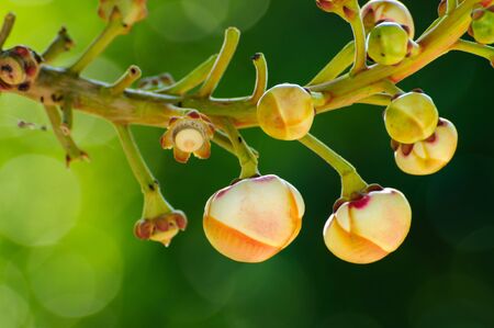 Flower of the Salavanの写真素材