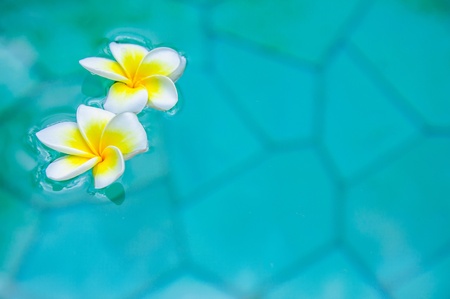 frangipani flowers floating on  waterの写真素材