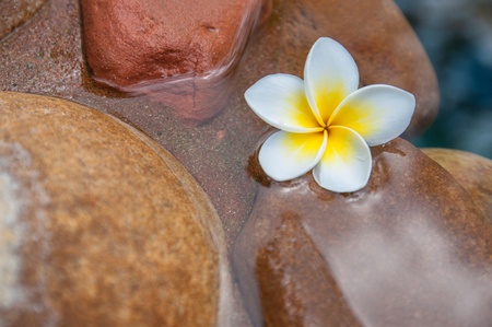 frangipani flowers floating on  waterの写真素材