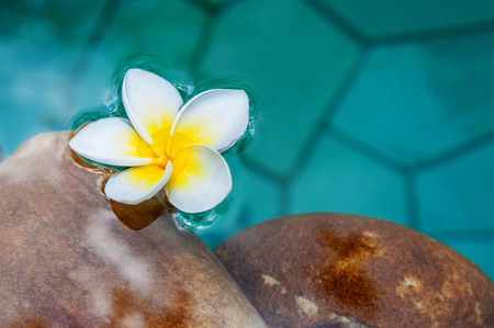 frangipani flowers floating on  waterの写真素材
