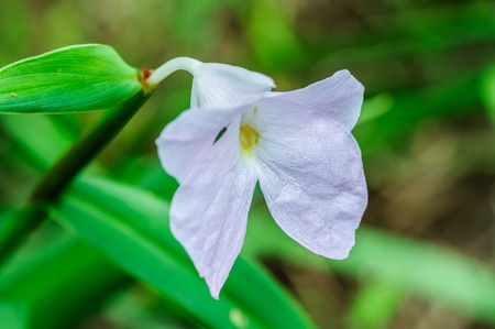 Beautiful white flowers の写真素材